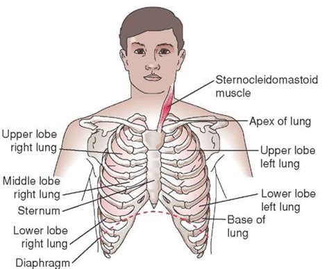The chest wall is formed from the sternum anteriorly, 12 pairs of ribs, costal cartilages and intercostal muscles laterally, and the thoracic vertebrae posteriorly. Thorax; Chest