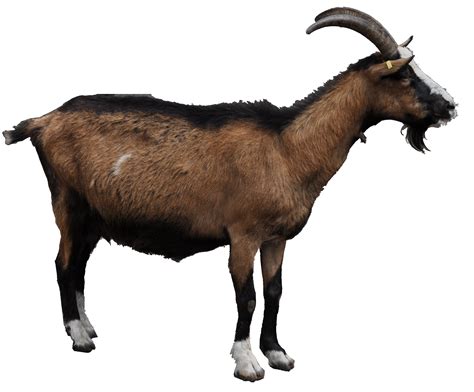 Free Goat PNG Transparent Images, Download Free Goat PNG Transparent Images png images, Free ...