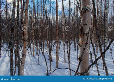 Sunny Birch Tree Forest In Snowy Spring Time Stock Image Image Of