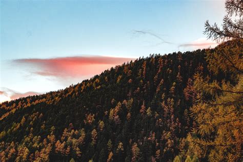 Aerial View Of Forest Trees Ultra Hd 5k Hd Nature 4k Wallpapers