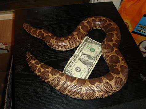 These snakes are usually gray in color. Kingsnake.com - Herpforum - RE: Largest prey offered to ...