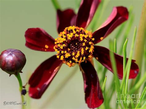 Burnished Red Coreopsis From The Incredible Mix Photograph By J