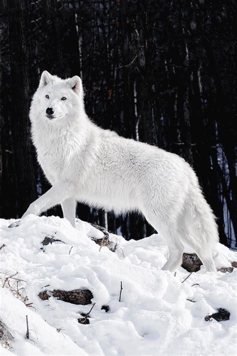 Artic Wolf In Snow Via K2wolf Animalphotography Animal Photography