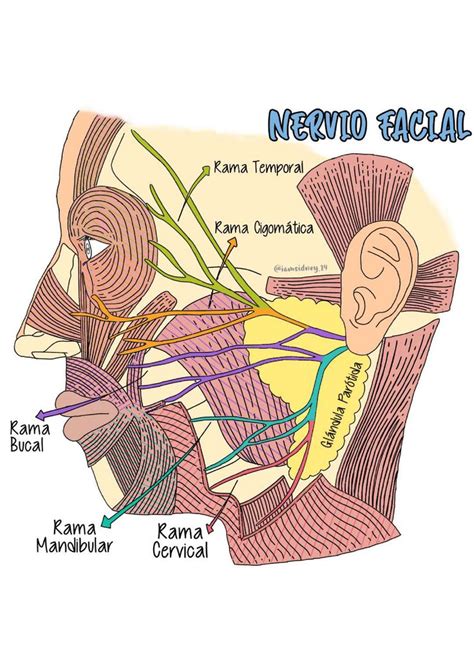 Nervio Facial Anatomía Humana StuDocu Nervio facial Anatomía Anatomía médica