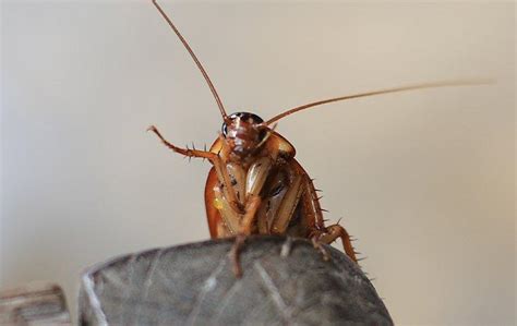 What Do I Do If There Are Cockroaches Inside My Aiken Home