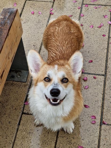 Premium Photo Corgi Dog Smile And Happy In Spring Rainy Day