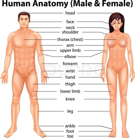 Illustration Showing The Human Body Stock Vector