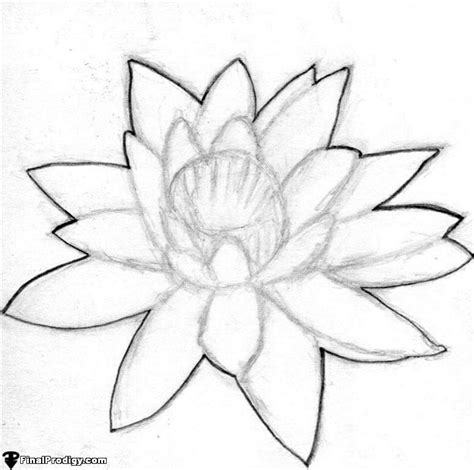 How To Draw A Water Lily