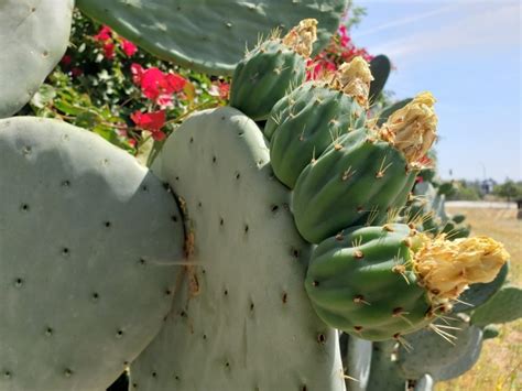 Cactus Leaves Free Stock Photo Public Domain Pictures