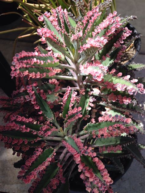 Magnifica blooms are prized by many growers. Pink Butterfly Succulent- see next pin for more info ...