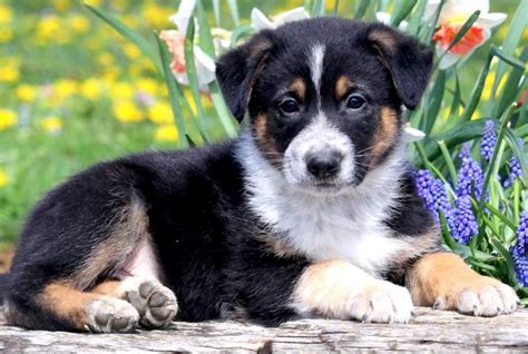 German Shepherd Husky Mix Puppies And Other Mixed Breeds Petvet