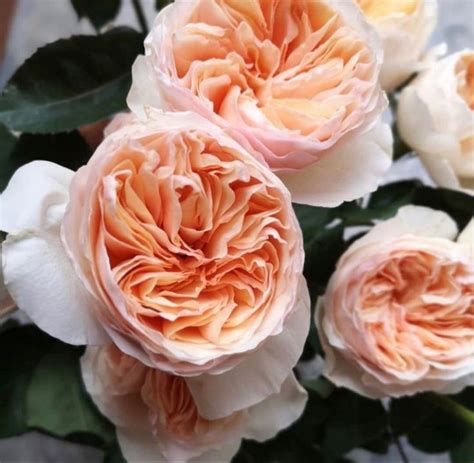 Old garden roses are classified as those that existed before 1867 and are known for their hardiness and fragrance, says patricia carmody, executive fairmount's goal is to propagate more of the roses found on its grounds to preserve their genetics. David Austin Juliet Peach Garden Roses | Roses | Roses For ...