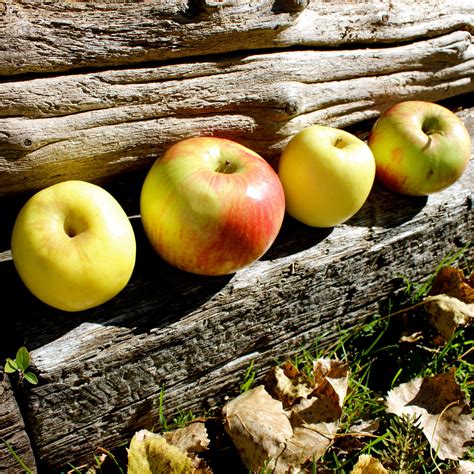 Autumn Apples Wallpapers High Quality Download Free