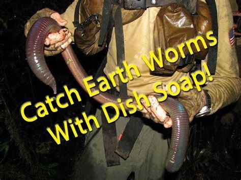 Hey guys, after reading these boards for a while, it seems that the most and maybe only recommended product to bathe cats with is dawn dish washing soap. Catch earth worms with dish soap - YouTube