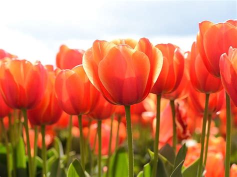 1290x2796px 2k Free Download Beautiful Orange Colored Tulips Orange