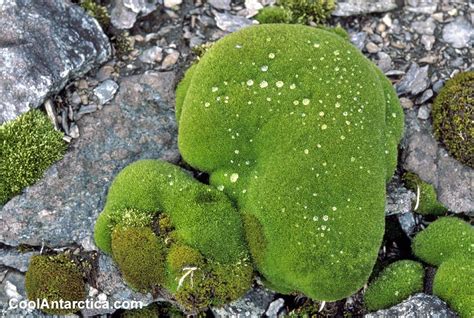 Moss Arctic Antarcticabritish Antarctic Territory Moss Plant Moss