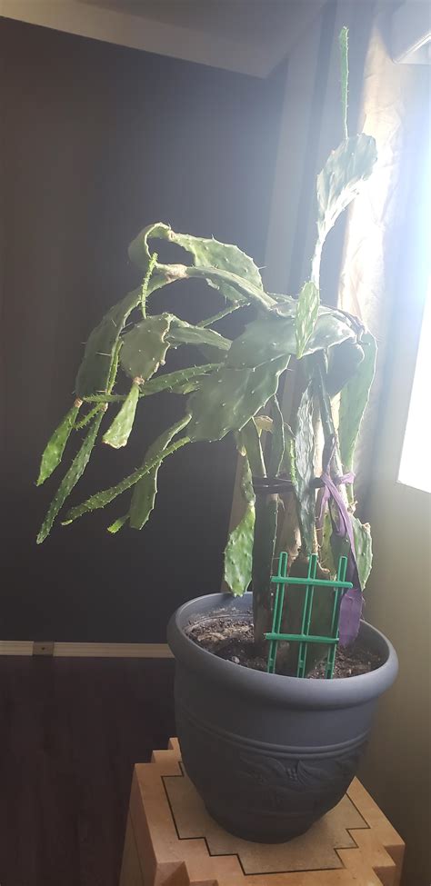 Succulent roots are very fragile so be gentle when repotting. Can someone please tell me what to do with this cactus ...