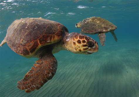 How In Water Turtle Observations Generate Valuable New Insights — The