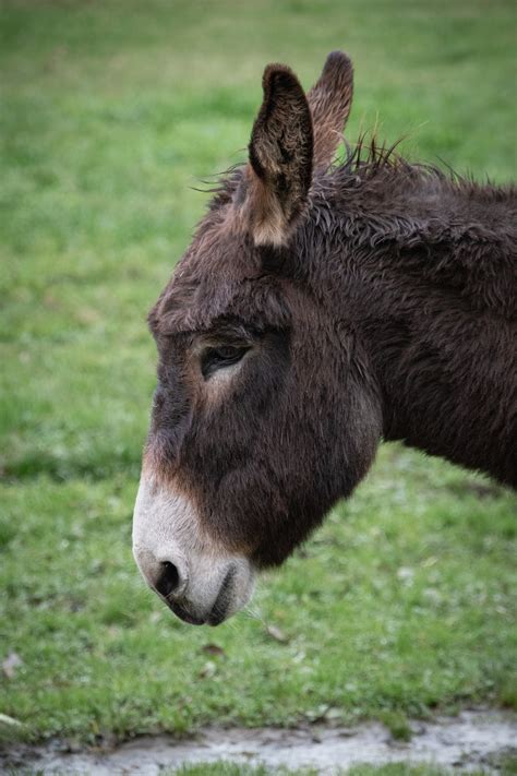 Donkey Farm Animal Free Stock Photo Public Domain Pictures