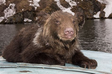 Sergey Gorshkov Photographer Welcome To Russia Kamchatka Bear — With