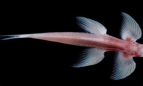 New Fish Walks On Land Using Its Fins Like Legs