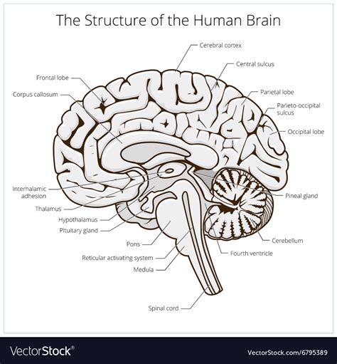 Structure Of Human Brain Section Schematic Vector Image