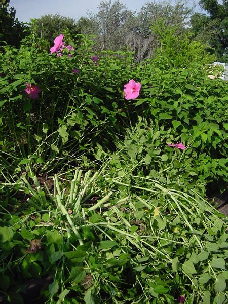 Cut out the paper hibiscus. PLANTanswers: Plant Answers > Cutback Now To Ensure Fall ...