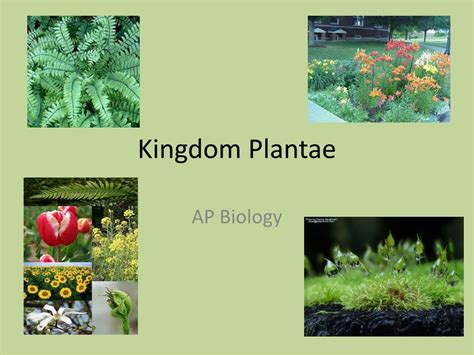Ppt Kingdom Plantae Powerpoint Presentation Free Download Id 123248 Riset