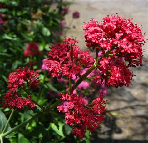 A május elsején állított fákat pedig sokfelé éppen pünkösdkor bontják le. Kolibri kertészet - Centranthus (Sarkantyú virág)