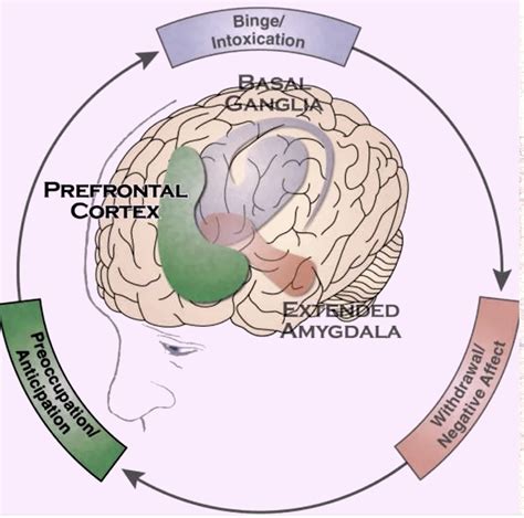 Cycle Of Addiction Recovery Unconventional