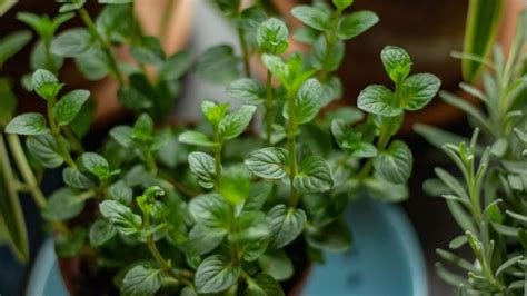 10 Growing Tips And Uses For Chocolate Mint Organic Authority