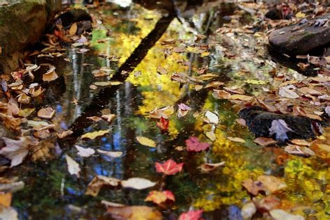 Autumn Leaves Reflections Foliage Free Nature Pictures By