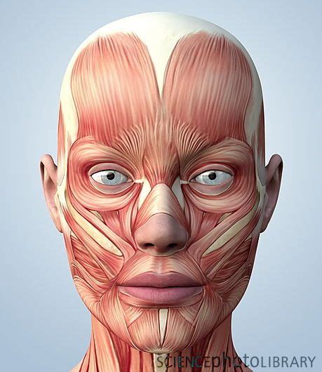 Muscular System Of The Head Adding To Ppt Face Muscles Anatomy
