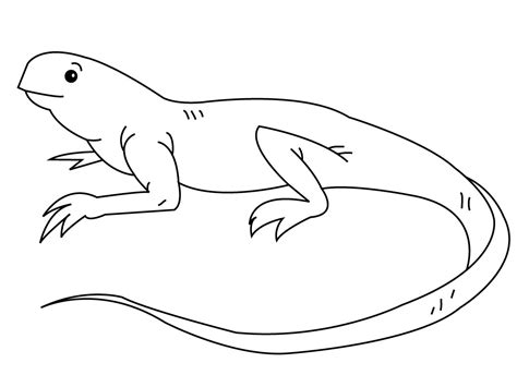 Download Free Printable Iguana Coloring Pages For Kids