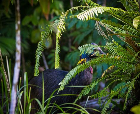 Cultural Significance Save The Cassowary Rainforest Rescue