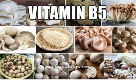 √ Manfaat Vitamin B5 Dan Contoh Asupannya Manfaatcaranyacom