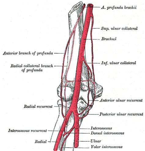The medial collateral artery, a branch. Radial collateral artery - Wikipedia