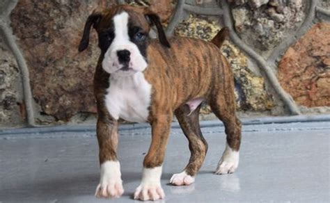 Only guaranteed quality, healthy puppies. Boxer Puppies For Sale | Milwaukee, WI #246518 | Petzlover