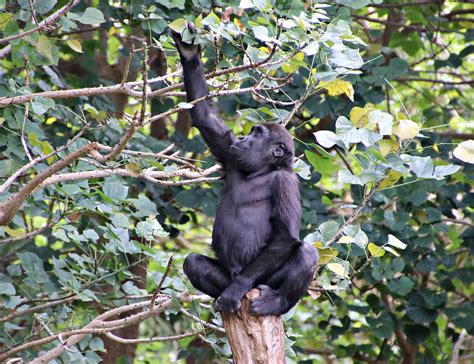 2017 Melbourne Zoo Gorilla 1 The Royal Melbourne Zoologi Flickr