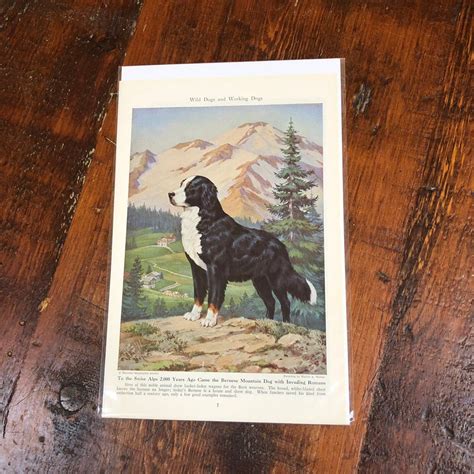 Excited To Share This Item From My Etsy Shop Bernese Mountain Dog