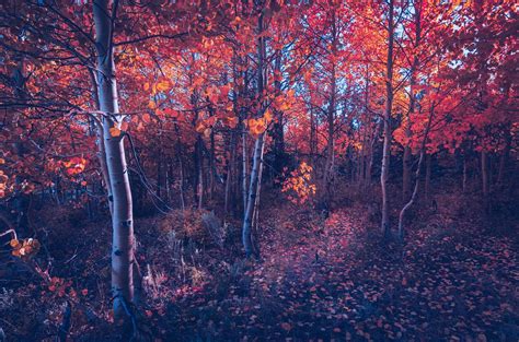 Fall Of Autumn Trees Hd Nature 4k Wallpapers Images Backgrounds