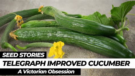 Seed Stories Telegraph Improved Cucumber A Victorian Obsession Youtube