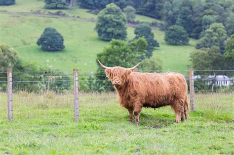 Premium Photo Highland Cattle Walking In A Farm