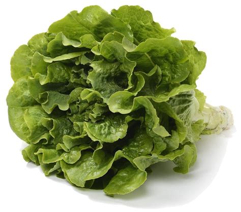 Organic And Heirloom Non Gmo Lettuce Seed From The Living Seed Company