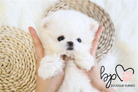 New and used items, cars, real estate, jobs, services beautiful, healthy teacup maltipoo for sale! Lil "Penelope"