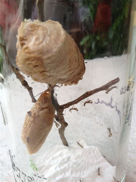 Maybe you would like to learn more about one of these? Early Praying Mantis hatch. Aphids better run. Each cocoon ...