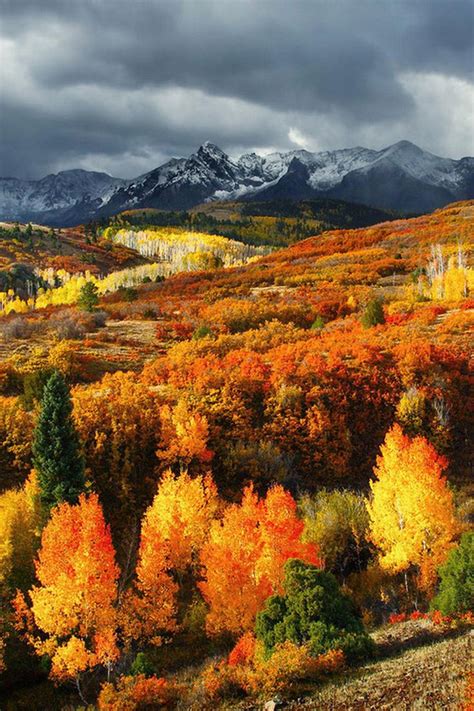 Rocky Mountain Foliage Aspens In Brilliant Fall Colors Carpet The