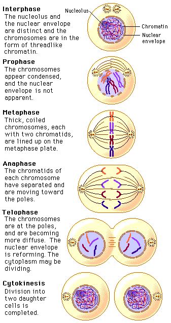 In this video, we are going to go over the steps involved in mitosis in animal cells. Cell Division | Biology lessons, Study biology, Biology ...