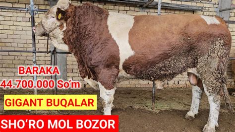 Sho‘ro Mol Bozor Gigant Buqalar To‘ldi Bozor Zo‘r Bo‘ldi Buqalar Optom ☎️949273090 Youtube