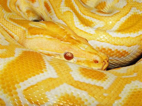 Burmese Python 3 Burmese Python Snake Facts Snake